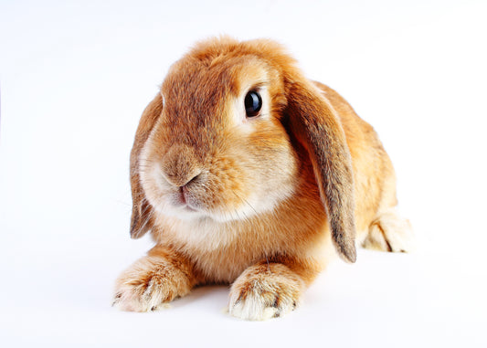 Chester’s Guide to the Perfect Pet Rabbit Routine - Chester & Co.