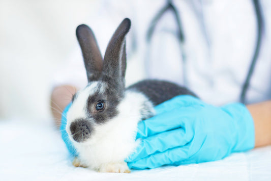Everything You Need to Know About Vet Care for Pet Rabbits - Chester & Co.