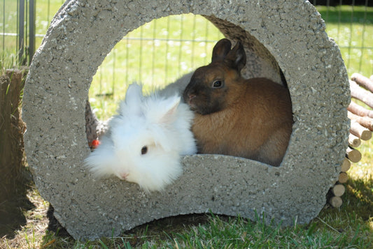 Best Summer Activities for Your Pet Rabbit (Safe & Fun Ideas) - Chester & Co.