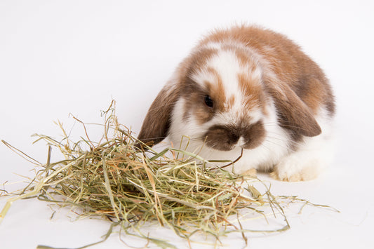 The Ultimate Bunny Diet: What to Feed (and What to Avoid) for a Happy Rabbit - Chester & Co.