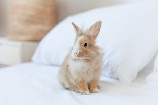 Bunny Proofing Tips Every New Rabbit Owner Needs to Know - Chester & Co.