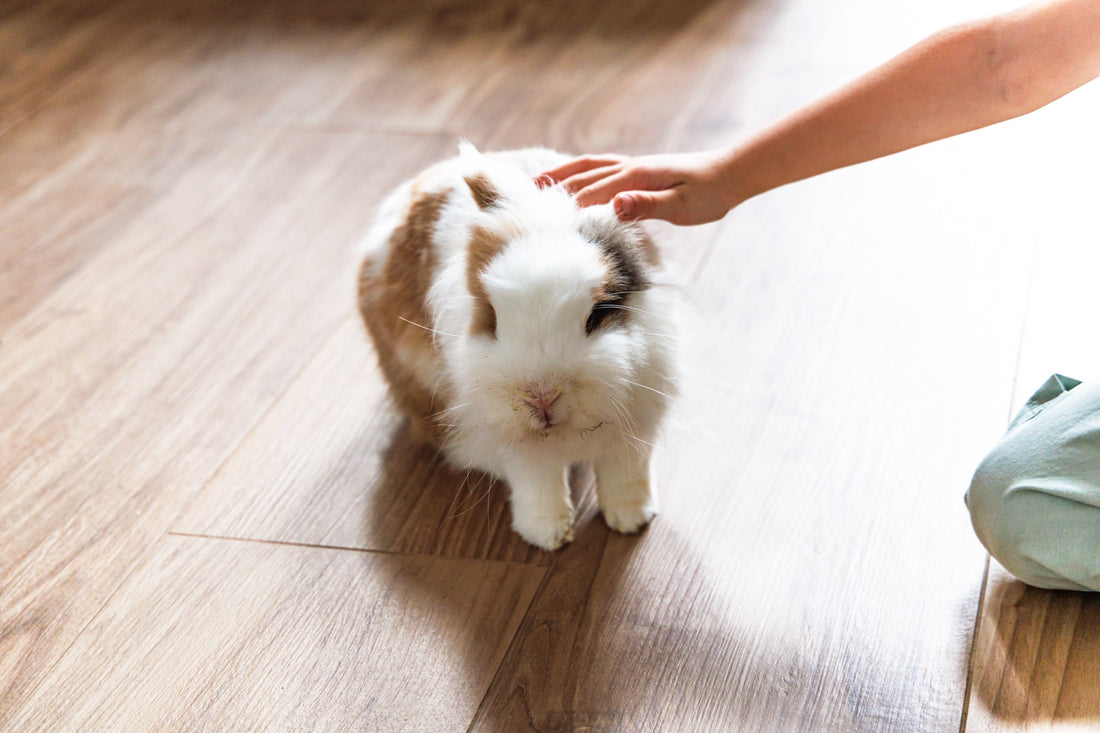Setting the Standard: How to Provide the Best Care for Your Bunny - Chester & Co.