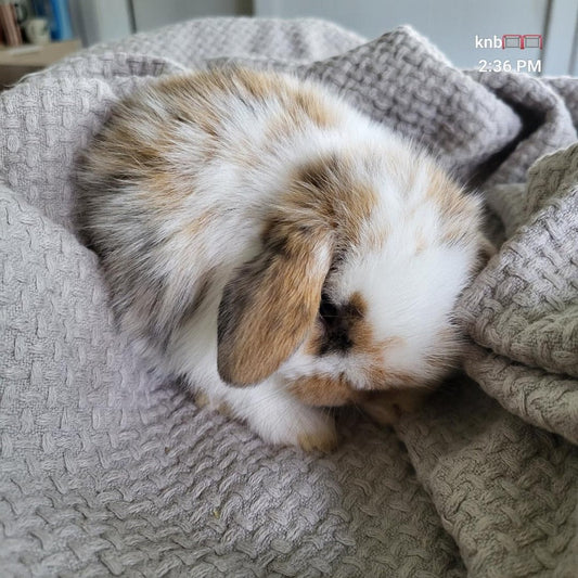 How to Prepare for a Pet Bunny: A Complete Beginner’s Guide - Chester & Co.