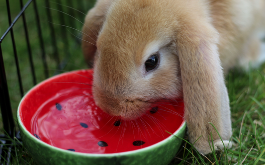 How to Get My Rabbit to Drink More (Increasing Hydration Tips)