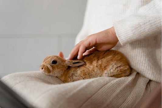 How to Build a Loving Bond with Your Pet Rabbit - Chester & Co.