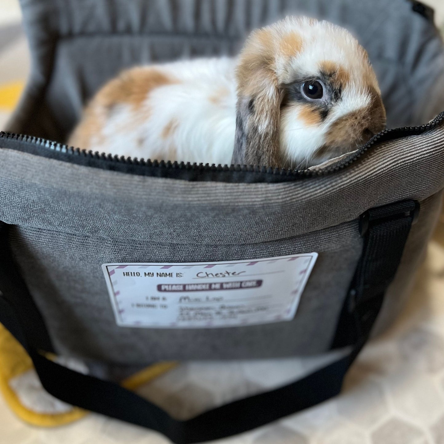 Pet Carrier Identification Sticker - Chester & Co.